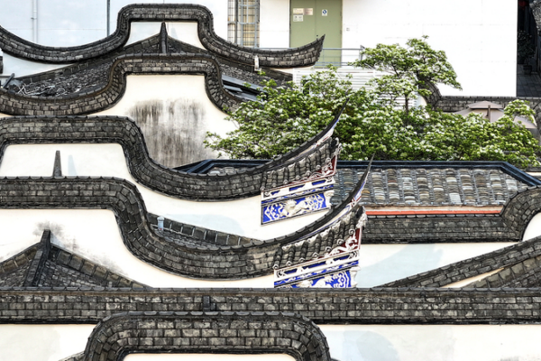 Fringe Tree Blossoms Light Up Fuzhou’s Historic Alleys Fringe_Tree_Blossoms_Light_Up_Fuzhou_s_Historic_Alleys