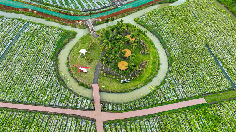 GR4MDKW2SGGOW1NHL5VU - My Global News: Voices of a New Era Qionghai’s Tropical Fruit Kingdom Shines at Hainan Expo video poster