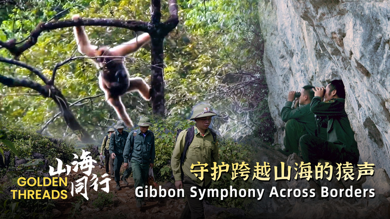 Golden_Threads__Gibbon_Symphony_Uniting_Vietnam___the_Chinese_Mainland_poster - My Global News: Voices of a New Era Golden_Threads__Gibbon_Symphony_Uniting_Vietnam___the_Chinese_Mainland video poster