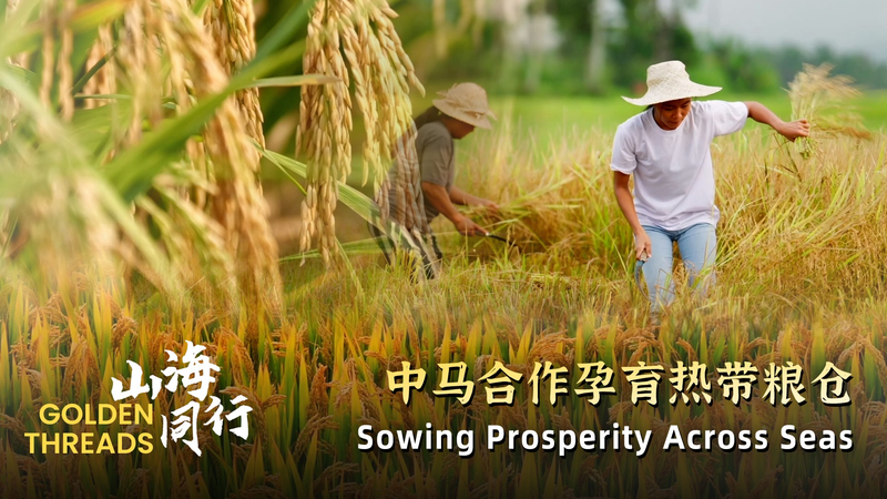 Golden_Threads__Hybrid_Rice_Innovation_Fuels_Global_Prosperity_poster-1 - My Global News: Voices of a New Era Golden_Threads__Hybrid_Rice_Innovation_Fuels_Global_Prosperity video poster