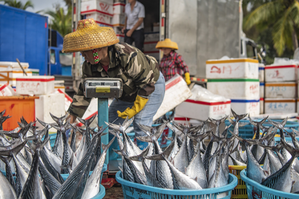 Hainan’s Spring Fishing Season Brings Bounty Hainan_s_Spring_Fishing_Season_Brings_Bounty