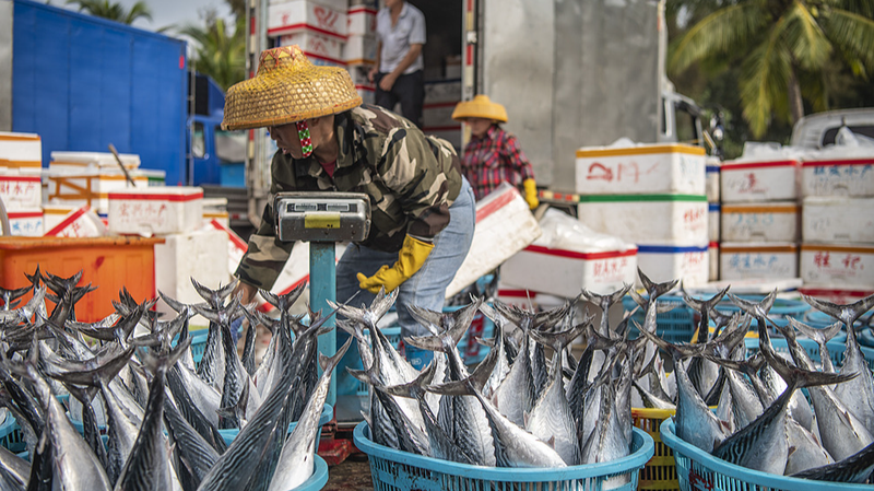 Hainan_s_Spring_Fishing_Season_Brings_Bounty - My Global News: Voices of a New Era Hainan_s_Spring_Fishing_Season_Brings_Bounty