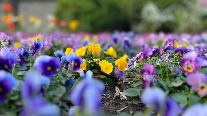 Horned_Violets_and_Fairy_Primroses_Bloom_in_Beijing_s_Yuyuantan_Park