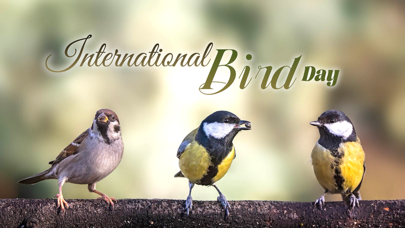 International Bird Day: Protecting the Balance Under Their Wings International_Bird_Day__Protecting_the_Balance_Under_Their_Wings