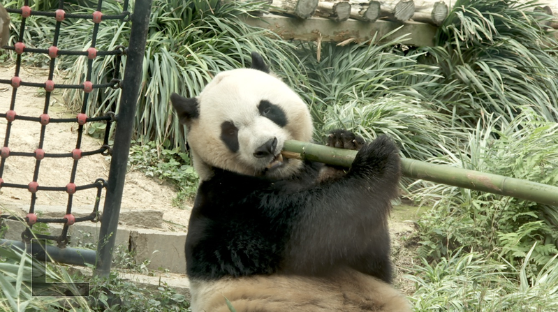 Macao’s Panda Pavilion Draws Over 300,000 Global Visitors video poster