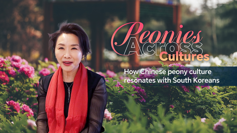 Peony Passion: Heze’s Blossoms Inspire South Koreans video poster