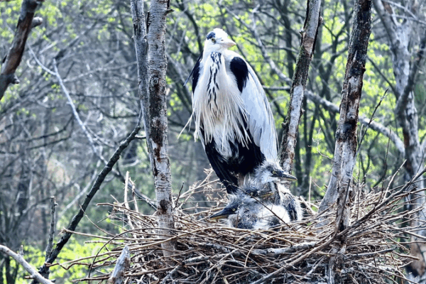 Tree-Top Nurseries: Grey Herons’ Spring Arrival in Shanxi Tree-Top Nurseries: Grey Herons’ Spring Arrival in Shanxi video poster