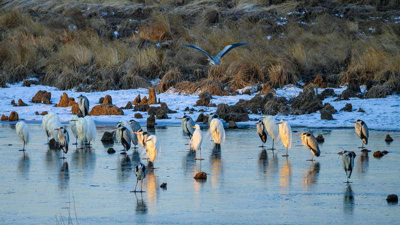 Li_Xian_s_Bird_Photography_Sparks_Global_Conservation