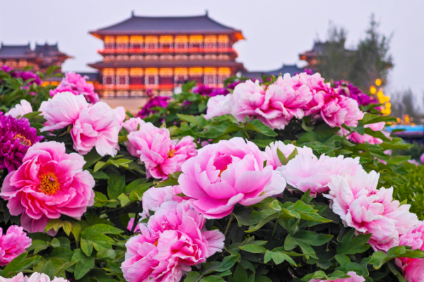 Luoyang in Bloom: 1500 Years of Peony Splendor Luoyang_in_Bloom__1500_Years_of_Peony_Splendor