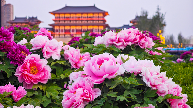 Luoyang_in_Bloom__1500_Years_of_Peony_Splendor
