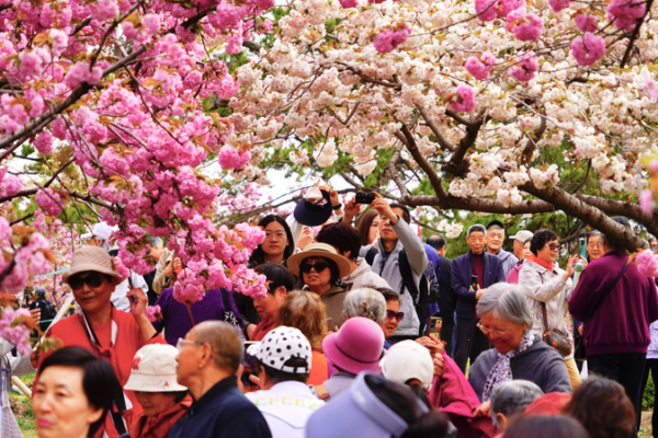 Beijing’s Yuyuantan Park Bursts with Peak Cherry Blossoms Beijing’s Yuyuantan Park Bursts with Peak Cherry Blossoms