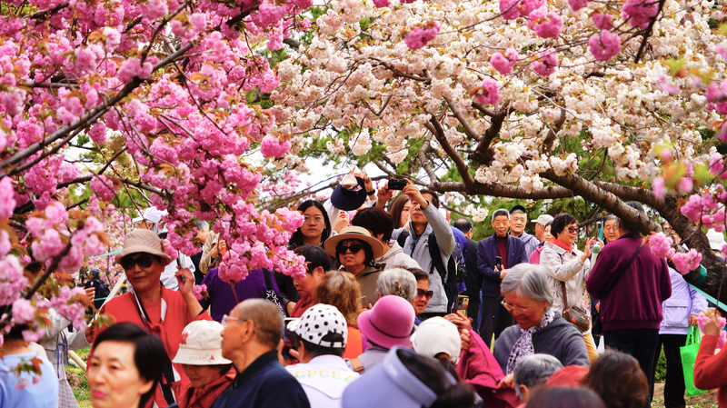 OYL61R17NTWJQJISRKKJ - My Global News: Voices of a New Era Beijing’s Yuyuantan Park Bursts with Peak Cherry Blossoms