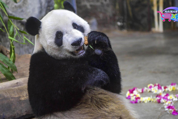 Panda Brothers Captivate at Hainan Wildlife Park Panda_Brothers_Captivate_at_Hainan_Wildlife_Park video poster