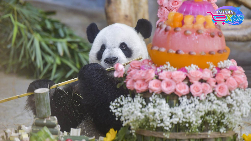 Playful_Panda_Brothers_Delight_Visitors_at_Hainan_Park_poster - My Global News: Voices of a New Era Playful_Panda_Brothers_Delight_Visitors_at_Hainan_Park video poster