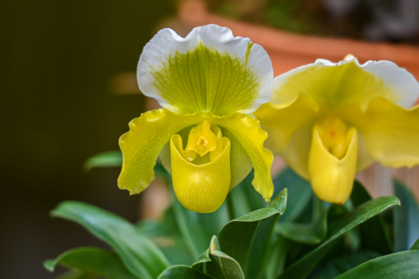 Primulina Rediscovered: Sci-Tech Safeguards Guangdong’s Floral Treasure Primulina_Rediscovered__Sci_Tech_Safeguards_Guangdong_s_Floral_Treasure