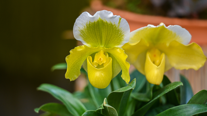 Primulina_Rediscovered__Sci_Tech_Safeguards_Guangdong_s_Floral_Treasure - My Global News: Voices of a New Era Primulina_Rediscovered__Sci_Tech_Safeguards_Guangdong_s_Floral_Treasure