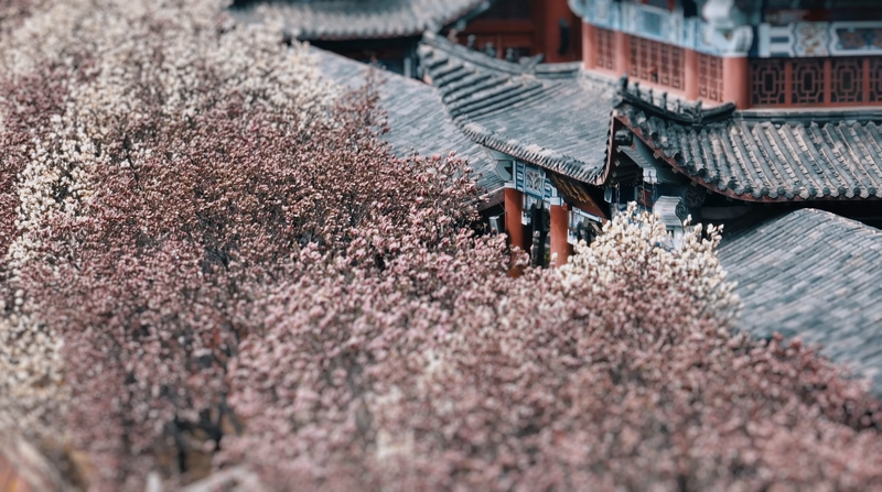 Qinhuangdao_Spring_Blooms__Pear_Orchards_and_Magnolia_Magic_poster - My Global News: Voices of a New Era Qinhuangdao_Spring_Blooms__Pear_Orchards_and_Magnolia_Magic video poster