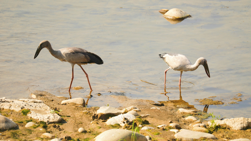 Rare_Sighting__Asian_Openbill_Storks_Ignite_Biodiversity_Buzz_in_Guizhou