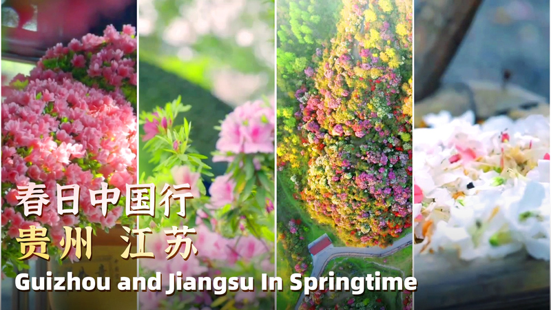 Rhododendron_Revelry__Guizhou_s_Fiery_Blooms_vs__Jiangsu_s_Elegant_Charm video poster