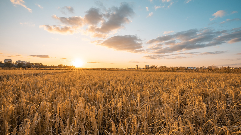 SFO3OZVL7L24GJ1VL3SS - My Global News: Voices of a New Era Smart Tech and Livestreaming Boost Farmers’ Income in the Chinese Mainland
