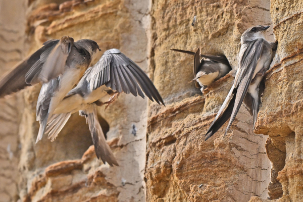 Sand Martins Soar: Breeding Miracle in Yichang Sand_Martins_Soar__Breeding_Miracle_in_Yichang