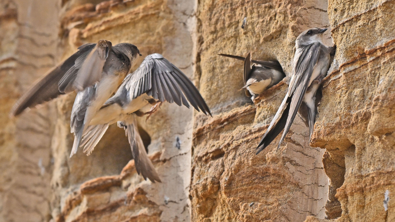 Sand_Martins_Soar__Breeding_Miracle_in_Yichang