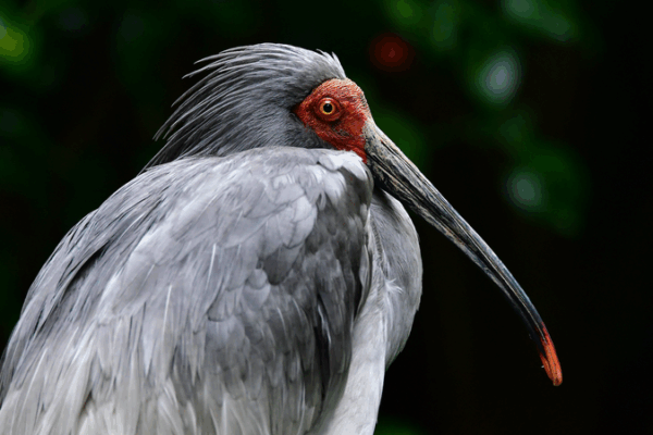Self-Sustaining Crested Ibis Population Takes Flight with New Chick Self_Sustaining_Crested_Ibis_Population_Takes_Flight_with_New_Chick