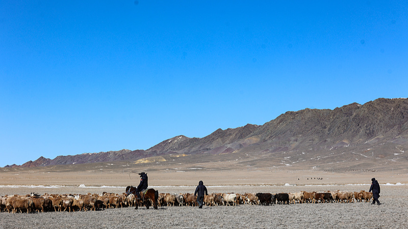 Sheep_Ride__Special_Buses__on_High_Altitude_Migration_in_Xinjiang video poster