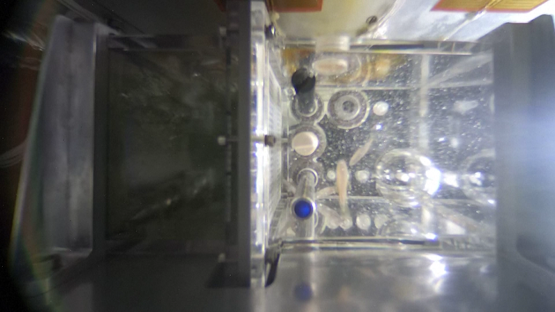 Shenzhou_20_Mission_Brings_Zebrafish__Planarians___Streptomyces_to_Orbit - My Global News: Voices of a New Era Shenzhou_20_Mission_Brings_Zebrafish__Planarians___Streptomyces_to_Orbit