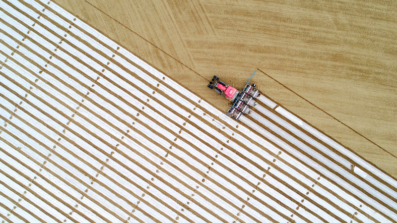 Spring_Awakens__New_Harvest_Cultivates_Hope_on_the_Chinese_Mainland - My Global News: Voices of a New Era Spring_Awakens__New_Harvest_Cultivates_Hope_on_the_Chinese_Mainland