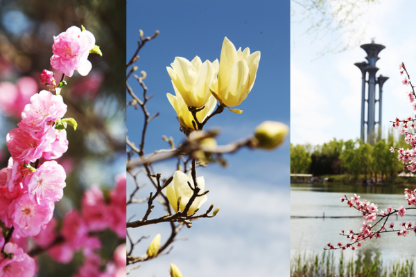 Spring Blooms Transform Beijingās Olympic Forest Park Spring_Blooms_Transform_Beijing_s_Olympic_Forest_Park