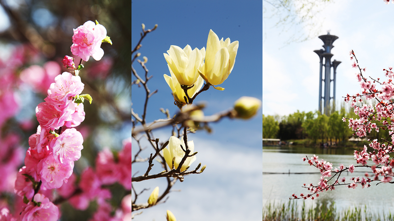 Spring_Blooms_Transform_Beijing_s_Olympic_Forest_Park - My Global News: Voices of a New Era Spring_Blooms_Transform_Beijing_s_Olympic_Forest_Park