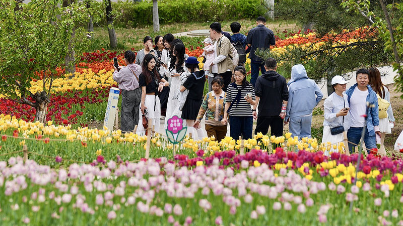 Spring_Spectacle__Tens_of_Thousands_of_Tulips_Bloom_at_Jinyang_Lake_Park_poster - My Global News: Voices of a New Era Spring_Spectacle__Tens_of_Thousands_of_Tulips_Bloom_at_Jinyang_Lake_Park video poster