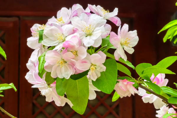 Spring Splendor: Crabapple Blossoms at Fayuan Temple Spring_Splendor__Crabapple_Blossoms_at_Fayuan_Temple