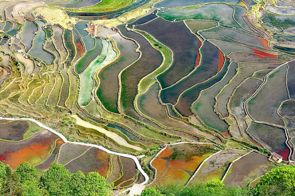 Sunlit Splendor: The Timeless Beauty of Honghe Hani Rice Terraces Sunlit_Splendor__The_Timeless_Beauty_of_Honghe_Hani_Rice_Terraces