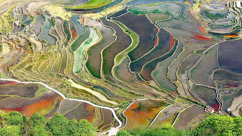Sunlit_Splendor__The_Timeless_Beauty_of_Honghe_Hani_Rice_Terraces - My Global News: Voices of a New Era Sunlit_Splendor__The_Timeless_Beauty_of_Honghe_Hani_Rice_Terraces