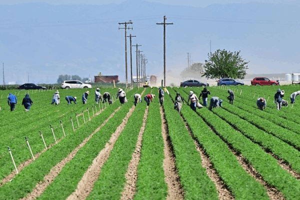 Tariff Tensions Disrupt California Agriculture Tariff_Tensions_Disrupt_California_Agriculture