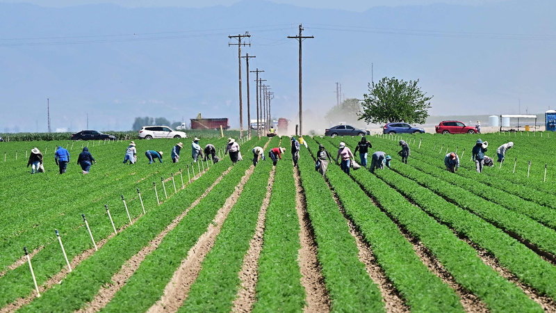 Tariff_Tensions_Disrupt_California_Agriculture - My Global News: Voices of a New Era Tariff_Tensions_Disrupt_California_Agriculture