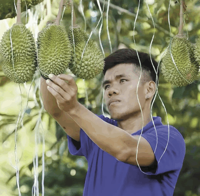 Tech Breakthrough: 98% Accurate Durian Grading Transforms Trade Tech_Breakthrough__98__Accurate_Durian_Grading_Transforms_Trade