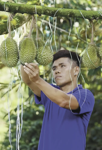 Tech_Breakthrough__98__Accurate_Durian_Grading_Transforms_Trade - My Global News: Voices of a New Era Tech_Breakthrough__98__Accurate_Durian_Grading_Transforms_Trade