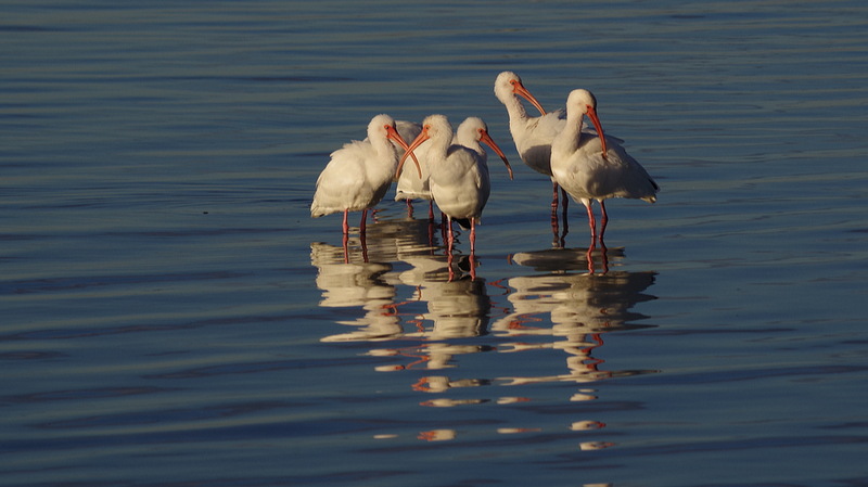 The_Oriental_Gem_Returns__Crested_Ibis_Thrives_Across_the_Chinese_Mainland video poster