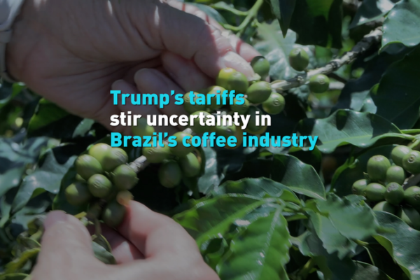 Trump Tariffs Stir Turmoil in Brazil’s Coffee Industry Trump_Tariffs_Stir_Turmoil_in_Brazil_s_Coffee_Industry video poster