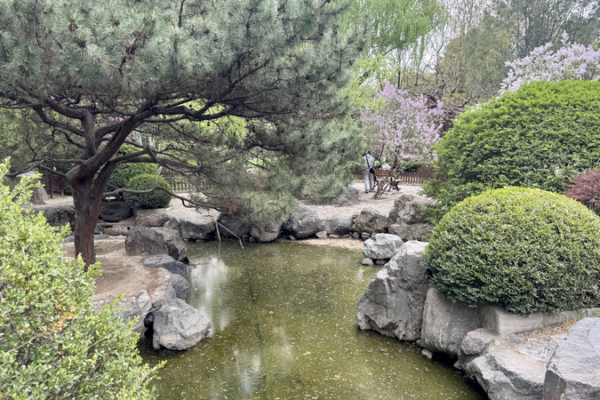 Beijing Park’s Living Dialogue: Bamboo Meets Cherry Blossoms video poster