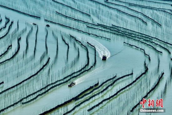 Xiapu’s 350,000-Mu Sea Garden Fuels Local Boom Xiapu’s 350,000-Mu Sea Garden Fuels Local Boom