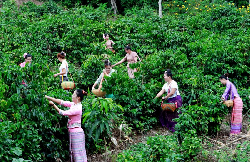 Yunnan_Coffee_Brews_Global_Momentum - My Global News: Voices of a New Era Yunnan_Coffee_Brews_Global_Momentum