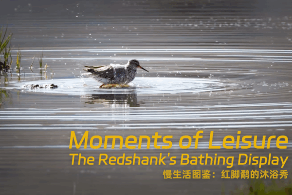 Redshank’s Joyful Bath: A Wetland Masterclass in Mindful Living Redshank’s Joyful Bath: A Wetland Masterclass in Mindful Living video poster