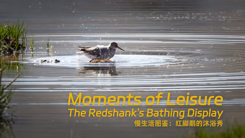 Redshank’s Joyful Bath: A Wetland Masterclass in Mindful Living video poster