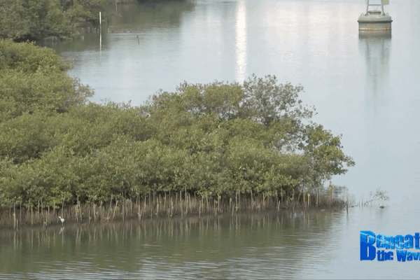 China and Indonesia Unite to Restore Java’s Mangroves China and Indonesia Unite to Restore Java’s Mangroves video poster