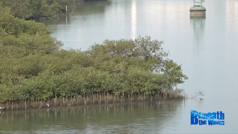 4F9RSDC18T46P0XLQH1T - My Global News: Voices of a New Era China and Indonesia Unite to Restore Java’s Mangroves video poster
