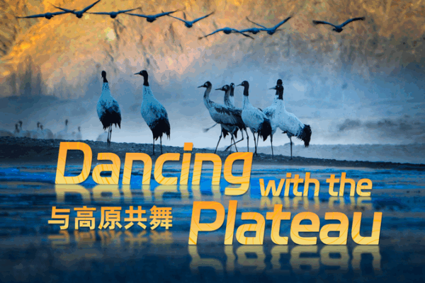 4K Documentary Unveils the Secret Life of Black-Necked Cranes on the Qinghai-Tibet Plateau 4K_Documentary_Unveils_the_Secret_Life_of_Black_Necked_Cranes_on_the_Qinghai_Tibet_Plateau video poster